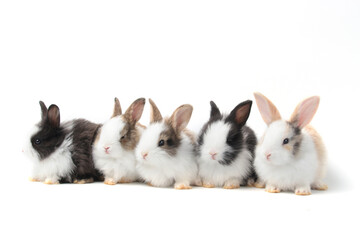 Fototapeta na wymiar Group of adorable fluffy rabbits on white background, portrait of cute bunny pet animal