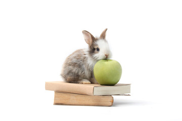 Adorable fluffy rabbit with green apple and book (symbol of knowledge, learning and studying) on...
