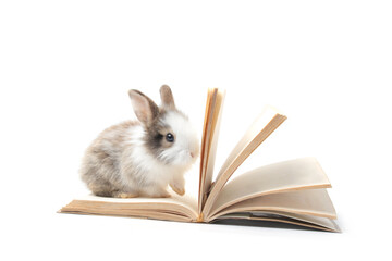 Adorable fluffy rabbit with a book on white background, cute bunny studying, learning, and reading...