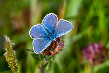 Adonis Blue Butterfly with wings outstreached in spring stock photo - obrazy, fototapety, plakaty