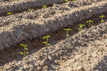 freshly planted pepper plants
