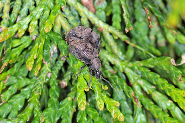 Beetle of Otiorhynchus (sometimes Otiorrhynchus) on conifers. Many of them e.i. black vine weevil (O. sulcatus) or strawberry root weevil (O. ovatus) are important pests.