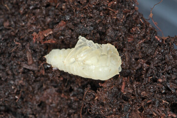 Pupae of Otiorhynchus (sometimes Otiorrhynchus) on soil. Many of them e.i. black vine weevil (O....