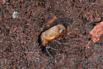Dead young beetle of Otiorhynchus (sometimes Otiorrhynchus) in soil. Many of them e.i. black vine weevil (O. sulcatus) or strawberry root weevil (O. ovatus) are important pests.