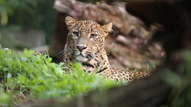 Ceylon leopard resting hidden in the shade vegetation in Yala National Park. Sri Lankan leopard male breathing fast on a hot day in the wild nature of Sri Lanka camouflaged by grass and spots on fur