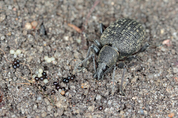 Beetle of Otiorhynchus (sometimes Otiorrhynchus) on conifers. Many of them e.i. black vine weevil (O. sulcatus) or strawberry root weevil (O. ovatus) are important pests.