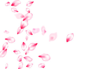 Pink sakura petals confetti flying and falling