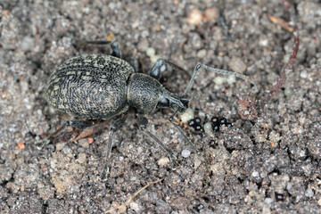 Beetle of Otiorhynchus (sometimes Otiorrhynchus) on conifers. Many of them e.i. black vine weevil (O. sulcatus) or strawberry root weevil (O. ovatus) are important pests.