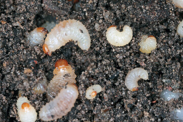 Larvae of Otiorhynchus (sometimes Otiorrhynchus) on soil. Many of them e.i. black vine weevil (O....