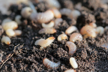 Larvae of Otiorhynchus (sometimes Otiorrhynchus) on soil. Many of them e.i. black vine weevil (O....