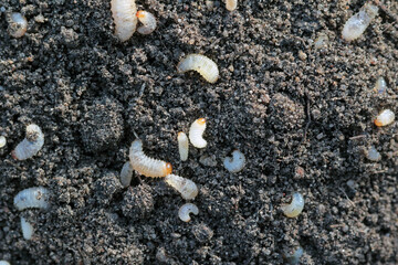 Larvae of Otiorhynchus (sometimes Otiorrhynchus) on soil. Many of them e.i. black vine weevil (O....