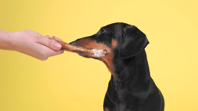 Beautiful black and tan dachshund on yellow background in studio, looking to the left. Human hand, holding dry dog treats, gives it to pet, it bites and stops doing it. Lively animal with tasty food