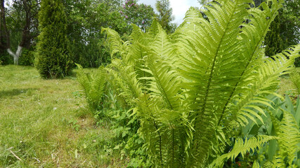 fern leaves in the park
