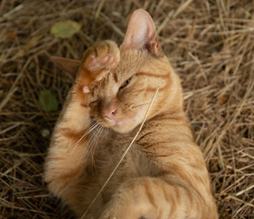 Shy Cat Calico portrait