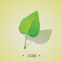 catawba leaf
