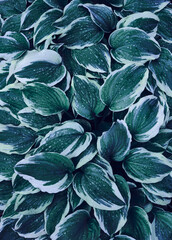 Hosta Large green leaves with raindrops in dark tone background. Spring background with green hosta leaves. View from above.