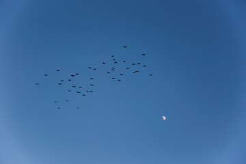 Fototapeta premium Birds migration and moon in Serra Del Montsec, Lleida, Spain