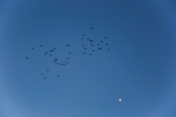 Birds migration and moon in Serra Del Montsec, Lleida, Spain