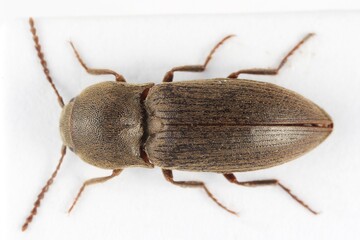 Agriotes obscurus is a species of beetle from the family of Elateridae. It larvae are important pest in soil of many crops.