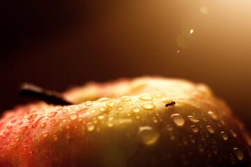 close up of apple
