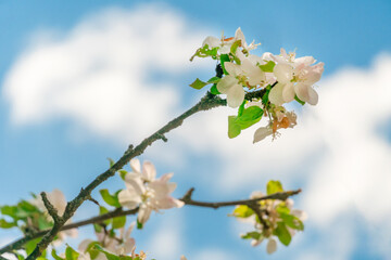 Blooming Apple trees in spring on a Sunny day close-up, background