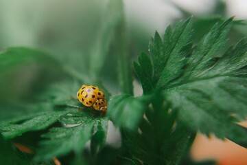 ladybug on green leaf