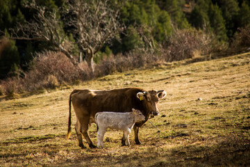 Mountain cow in La Cerdanya, Barcelona, Spain