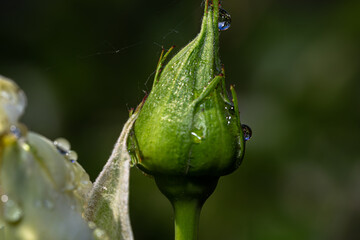 white rose bud