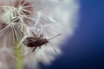 bug