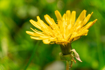 yellow dandelion flower close-up on green background, macro, background