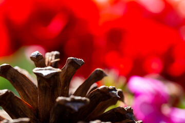 Close up of the big pinecone