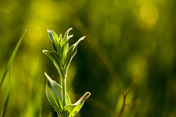 green wheat field
