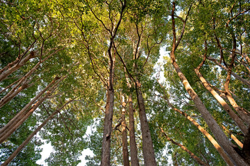 Tall tree in autumn sun