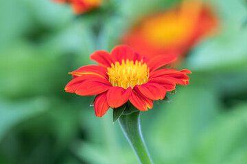 Close up  beautiful red Common Zinnia flower (Zinnia elegans) in green background.Selective focus Youth-and-age flower.