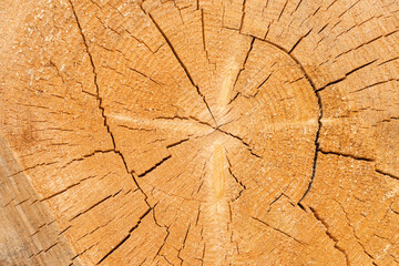 texture, background of a light brown log cut
