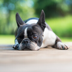 Boston Terrier dog lying on a brown wooden terrace - shallow depth of field