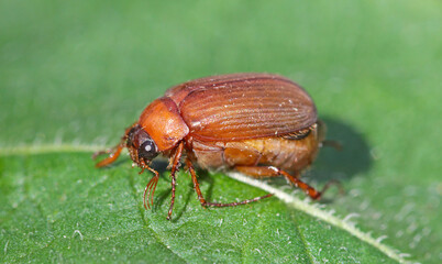 Brown chafer Serica brunnea on leaf.