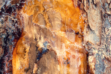 Resin on the surface of the pine trunk, the bark is partially absent. Background, wood texture with resin