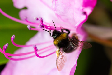 Bumblebee on pink rhododendron flower