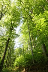 Fototapeta na wymiar Spring beech forest on a sunny morning