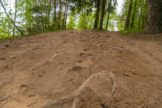 On the path in the forest, you can see the roots of trees, photo from below. Tree roots close-up.