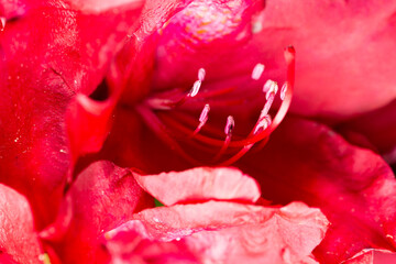 Closeup of red Rhododendron flower
