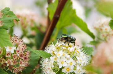  Flower chafer on white blooming tree