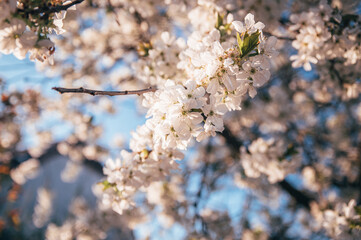 Beautiful blossoming tree on spring season. Close-up photo with great golden hour light.