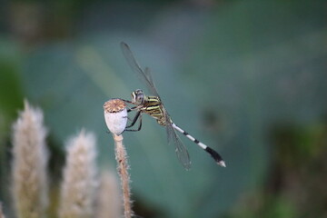 Dragonfly