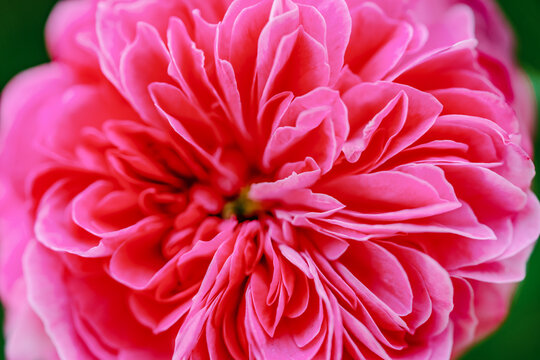 Centifolia roses in the garden. macro photo