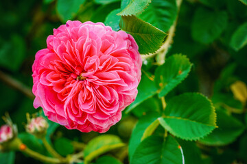 Centifolia roses in the garden