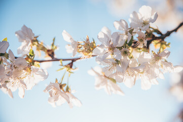 Beautiful blossoming tree on spring season. Close-up photo with great golden hour light.