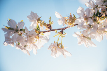 Beautiful blossoming tree on spring season. Close-up photo with great golden hour light.