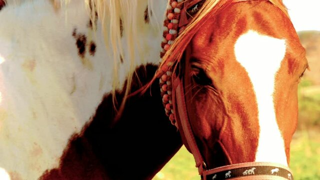 Horse face closeup,horse hair and eyes,half of horse head,Close up of horse eye and ears,selective focus without noise,white and brown horse
